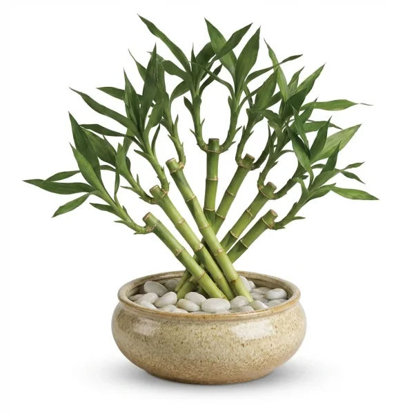 Burnished Promise Houseplant