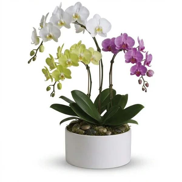 Satin Bloom Houseplant
