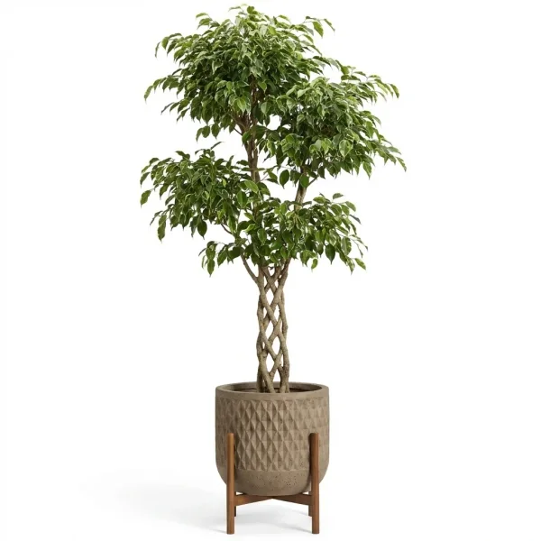 Grand Ficus Plant