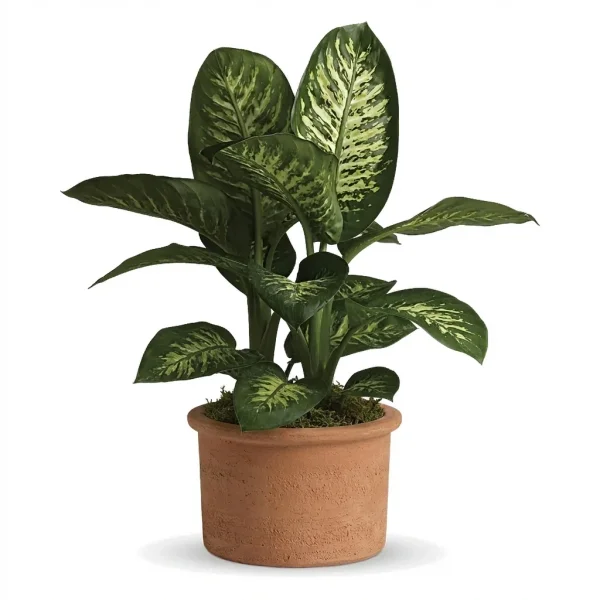 Sunny Light Plant
