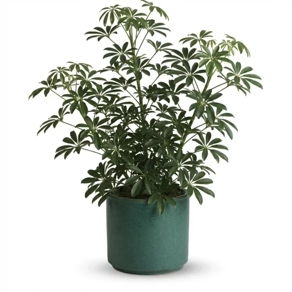 Botanic Oasis Plant