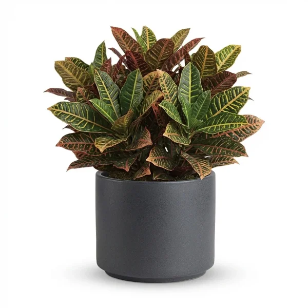 Grand Croton Plant