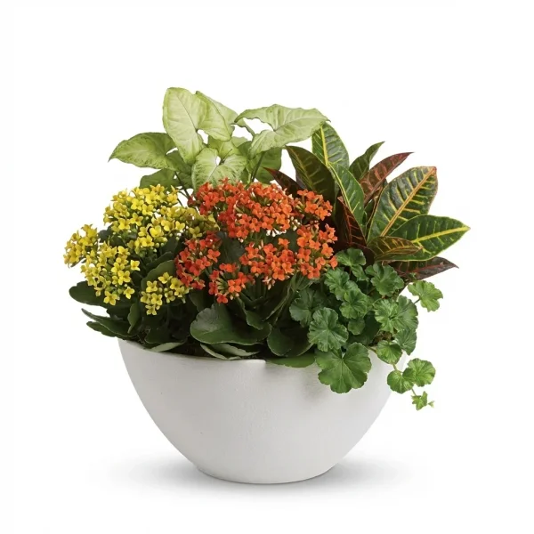 Stone Vista Plant