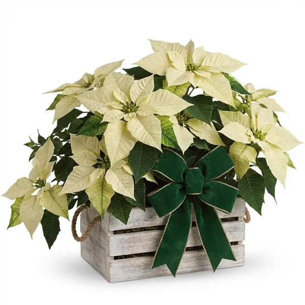 Snow White Poinsettia