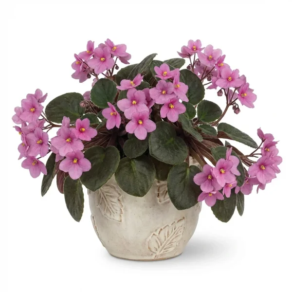 Modern Haven Houseplant