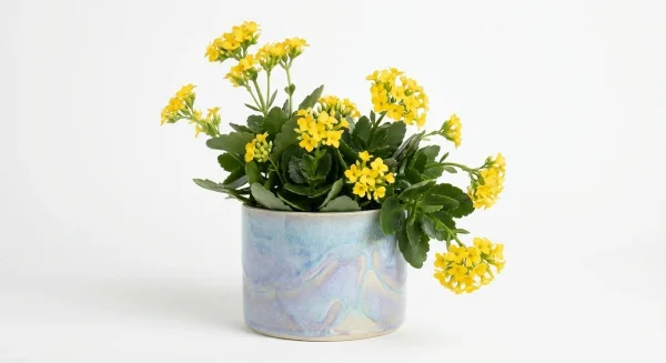 Golden Garden Plant