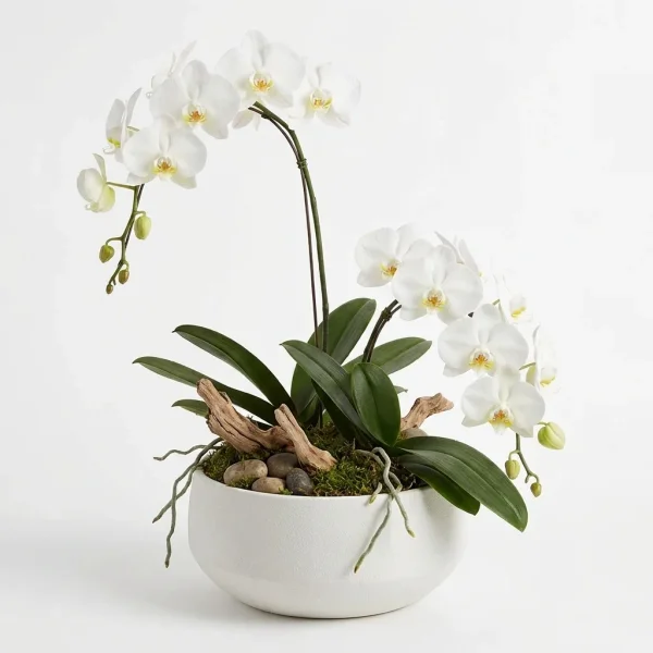 Refined Glow Garden Plant