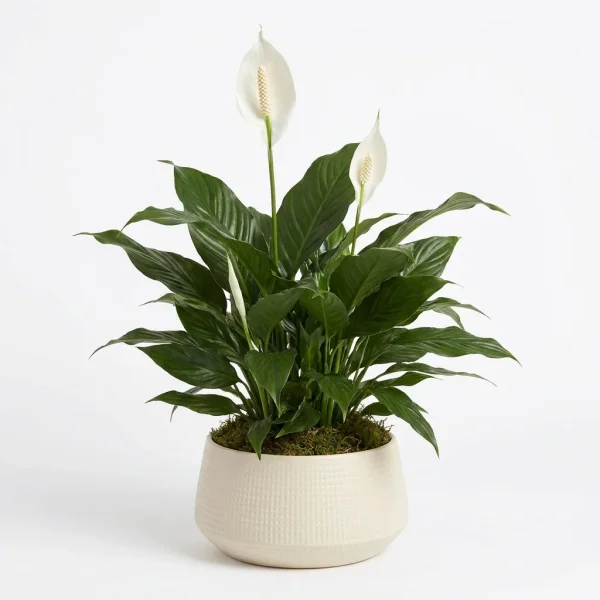 Beloved Desire Plant