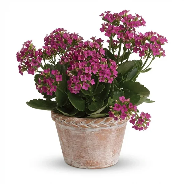 Emerald Oasis Plant