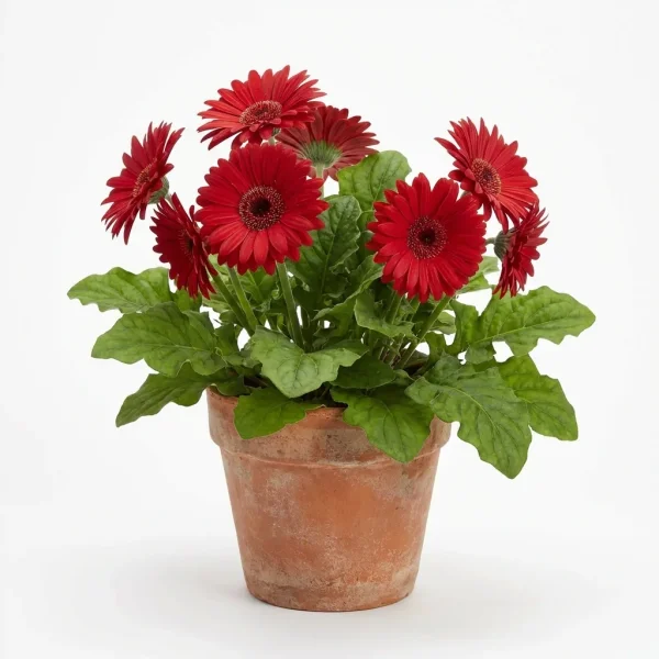 Red Gerbera Glow