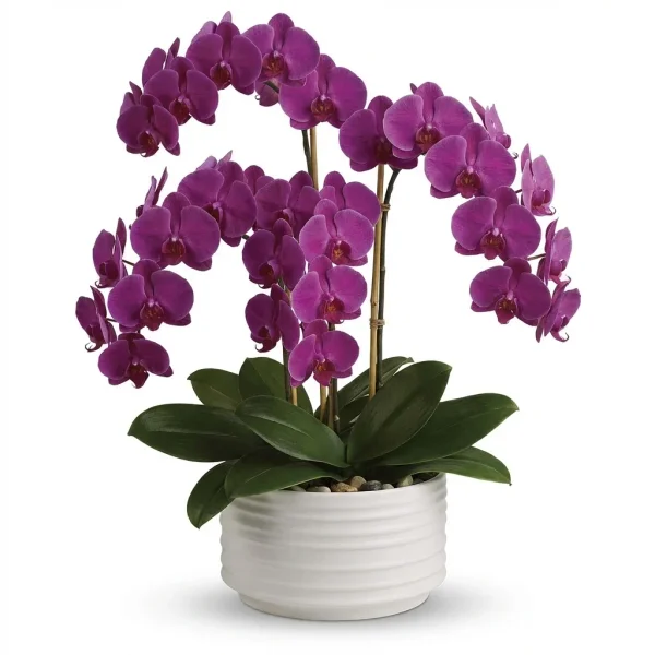 Iris Home Houseplant