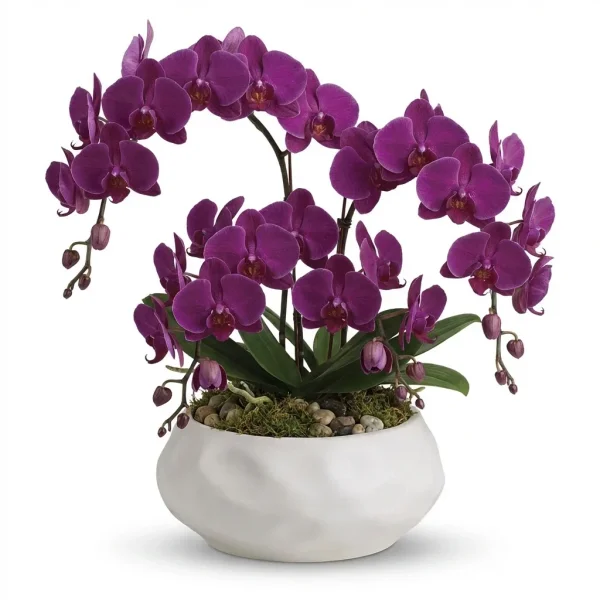 Satin Halo Houseplant