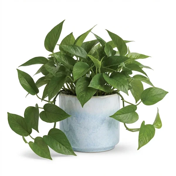 Lush Shimmer Houseplant