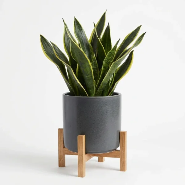 Pebble Haven Houseplant
