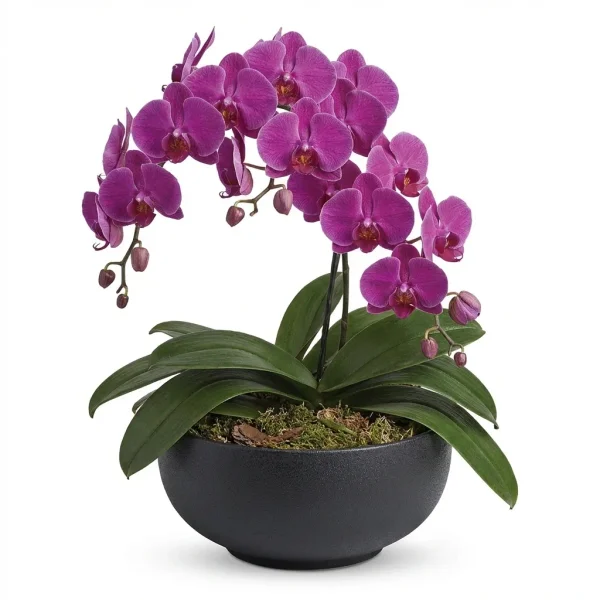 Aureate Glow Plant