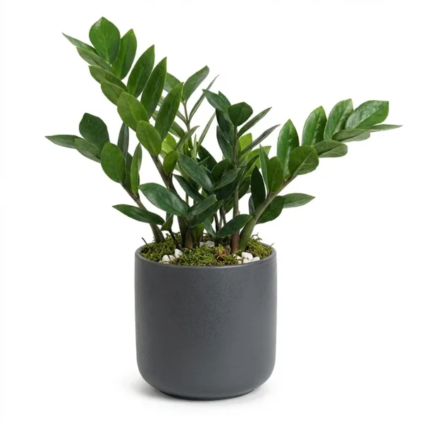 Stone Plant