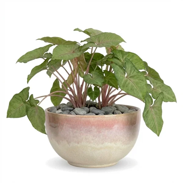 Royal Reverie Plant