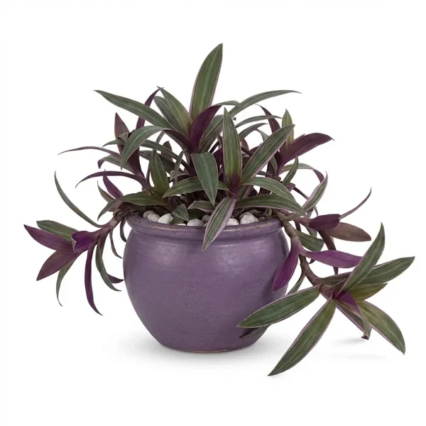 Violet Haven Houseplant