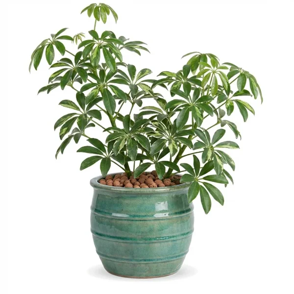 Living Garden Plant