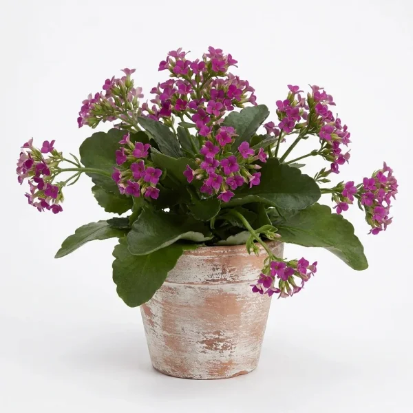 Verdant Harmony Houseplant