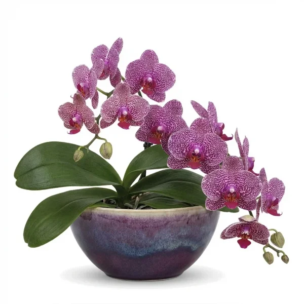 Bright Ray Garden Plant