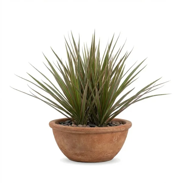 Stone Poise Plant