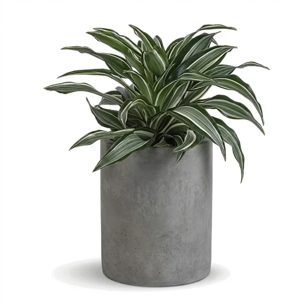 Urban Aura Garden Plant