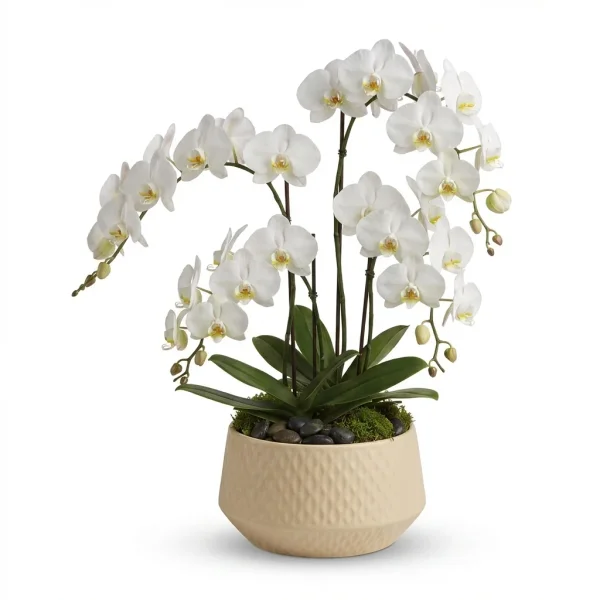 Orchid Blossom Plant